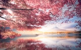 Spring in Japan
