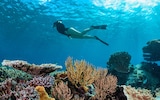 The Great Barrier Reef